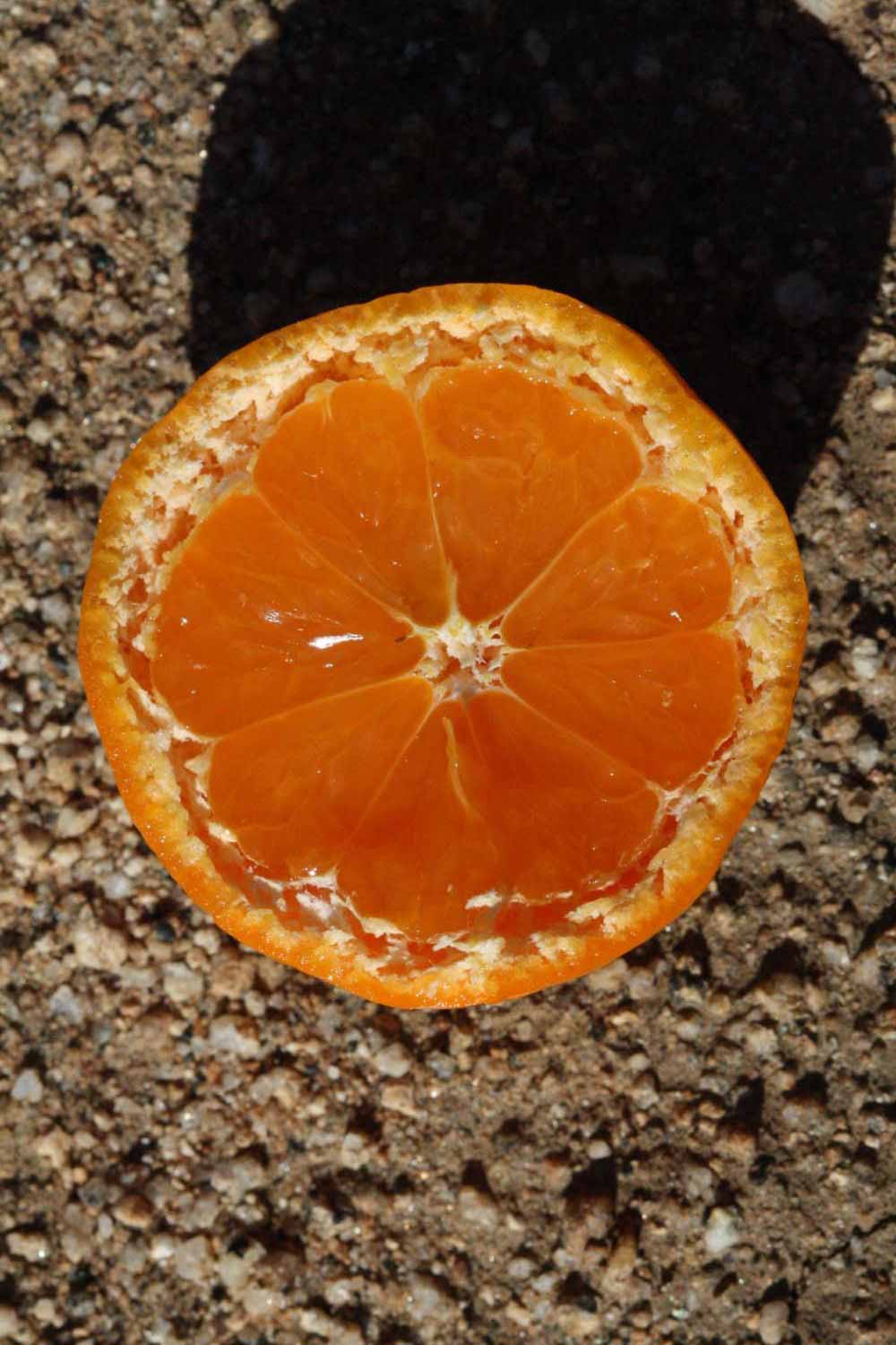              Fruit cross-section (Riverside, CA)       